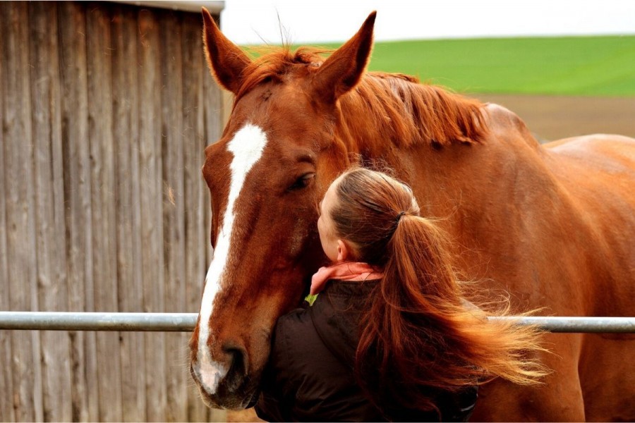 Assurance cheval : comment assurer son équidé ?