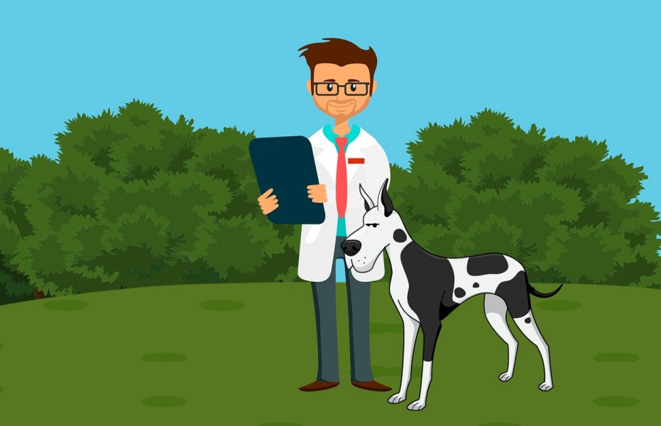 Assurance chien : comment assurer son animal de compagnie ?